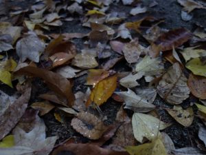 dsc02739-640x480