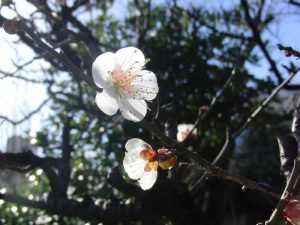 2010.2.教会の梅